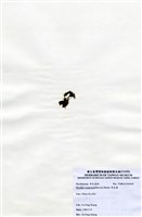 藏品(布氏藻)的圖片